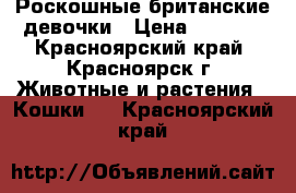 Роскошные британские девочки › Цена ­ 2 500 - Красноярский край, Красноярск г. Животные и растения » Кошки   . Красноярский край